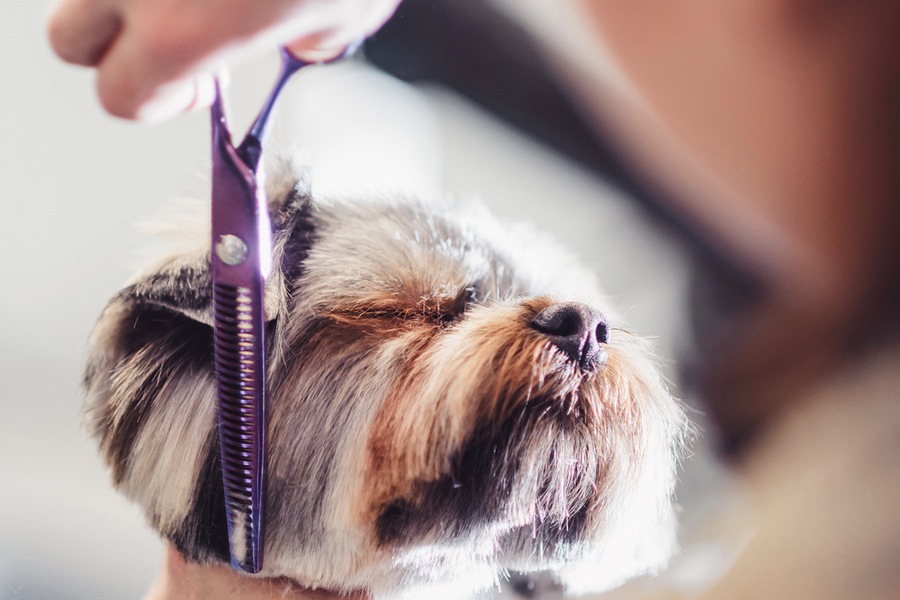 dog haircut