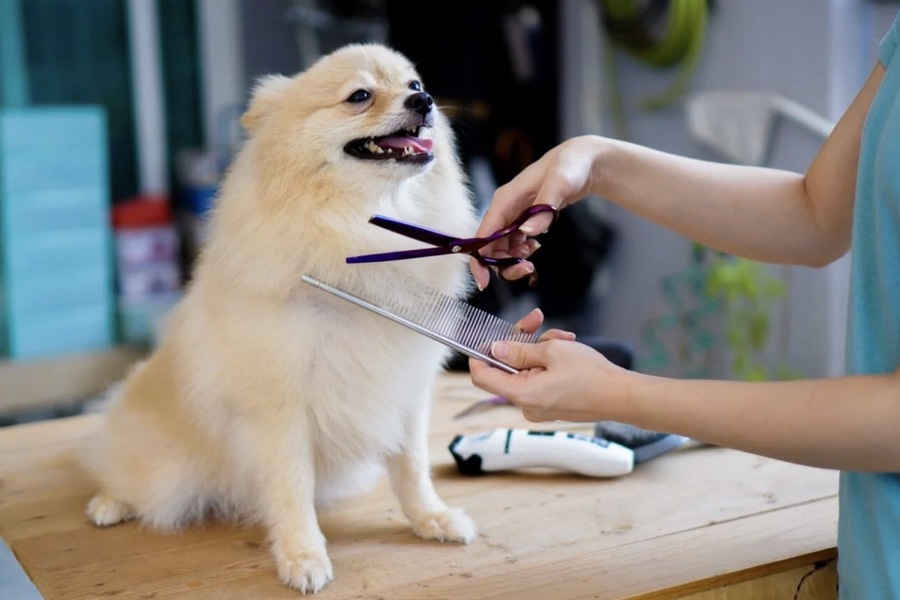 dog haircut