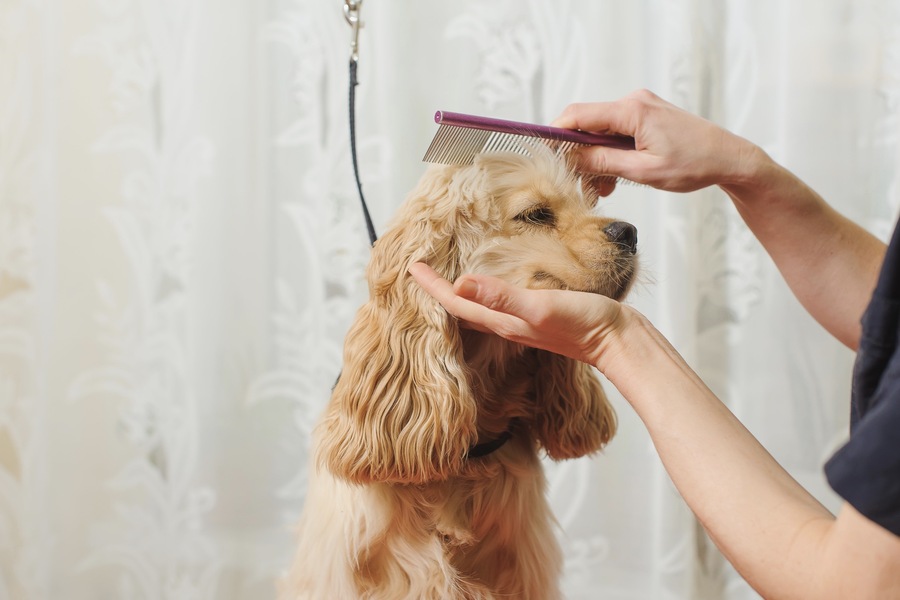 dog haircut